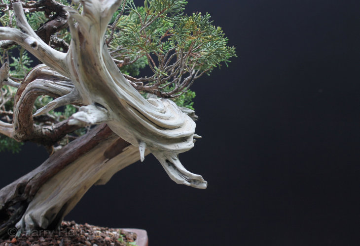 carving juniper bonsai